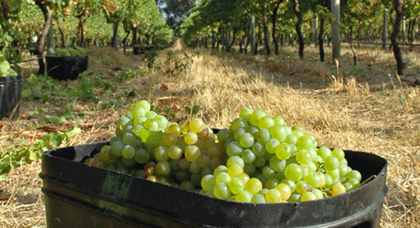 Forester Estate Harvest